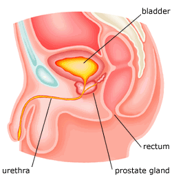 Finding the prostate Gland